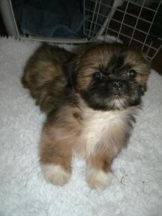 Shih Tzu Hündin reinr. Welpe