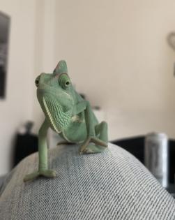 Jemen Chamäleon weiblich
