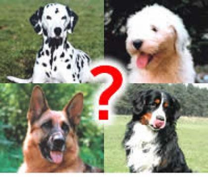 Hundeschule in Niedersachsen gesucht