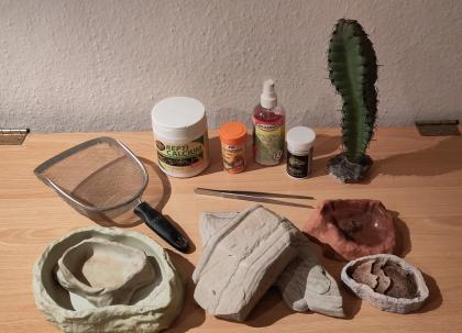 Weibliche Zwergbartagame mit Terrarium und Zubehör abzugeben