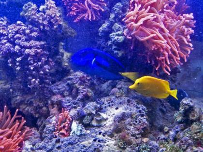 Salzwasseraquarium Auflösung