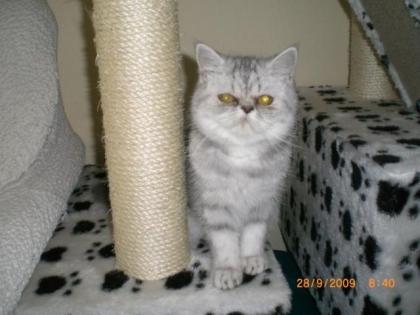 Junge Exotic Shorthair Kätzin geb. 7. 04. 2021