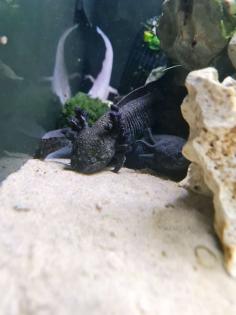 7 Axolotl abzugeben wildling copper weisling