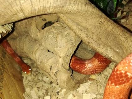 Bildschönes Kornnatternpaar mit Terrarium