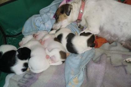 Süße Jackrussel welpen suchen ein neues zuhause