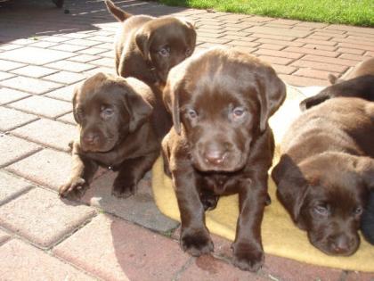 LABRADORWELPEN - BRAUN UND SCHWARZ - ZU VERKAUFEN