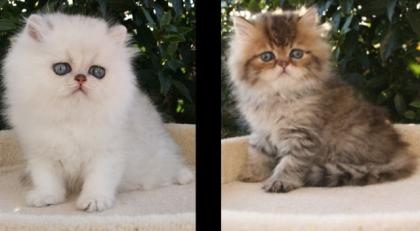 Perserbabys