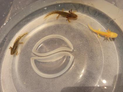 Junge Axolotl Abzugeben