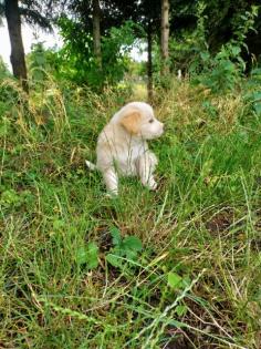Border Collie - Labrador Welpen Mischlinge