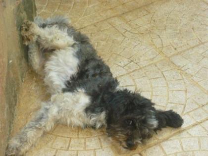 Krümel Pudelmischling sucht einen Endplatz oder eine Pflegestelle in Deutsc