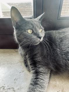 Noch 5 BKH/BLH Mix Kitten