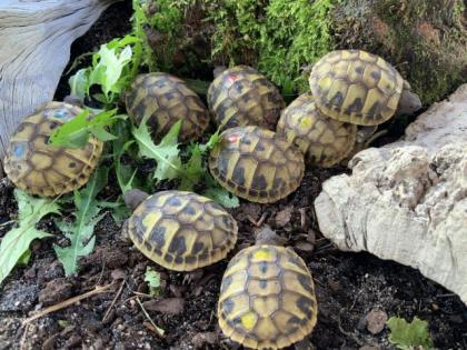 Griechische Landschildkröten THB 2021 abzugeben