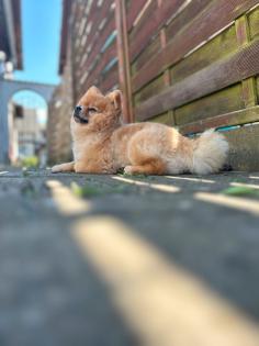 Pomeranian/Spitz Rüde