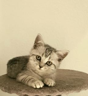 BKHKITTEN tabby abgabebereit