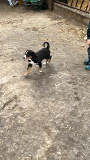 Schweizer Sennenhund Welpen