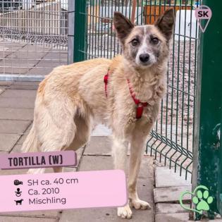 Tortilla. ist eine tolle, aktive und verspielte Hundedame