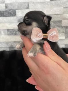 Wunderschöne Reinrassige Chihuahua Welpen Weibchen