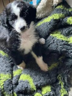 Doodle aussiedoodle