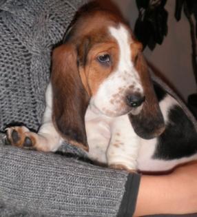 Wunderschöne reinrassige Basset Hound Welpen suchen ein liebevolles Zuhause