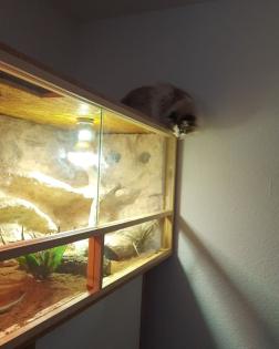 Bartagame mit Terrarium und Zubehör