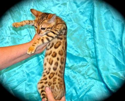 Wunderschöne rossetted Bengal Babies suchen ein neues zu Hause