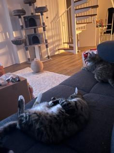 Katzen im Doppelpack