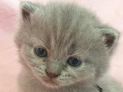 BKH Britisch Kurz Haar 4 Kitten alle Weiblich grau-Blau gesund