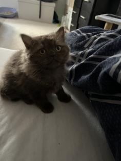 Britische Katzenbabys