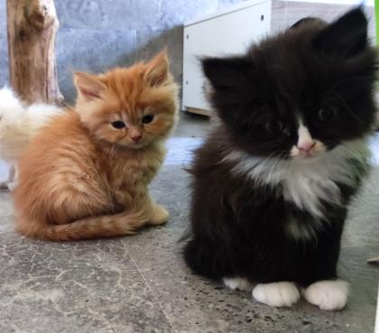 BKH und BLH Kitten suchen liebevolles Zuhause
