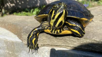3 gesunde Schmuckschildkröten abzugeben