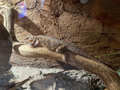Terrarium mit 3 Bartagamen