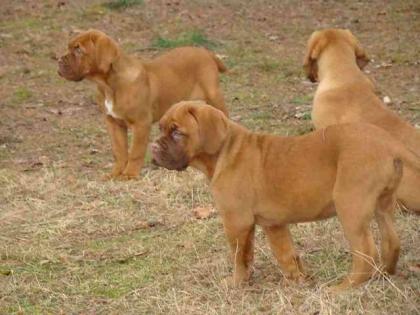 Bordeauxdoggen Welpen