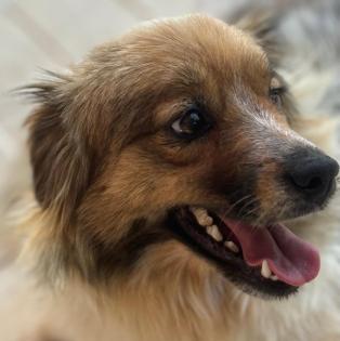 Nikki / Status sucht ein Zuhause
