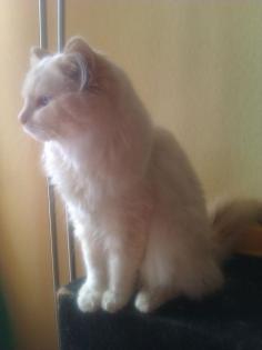 Wunderhübscher Ragdoll