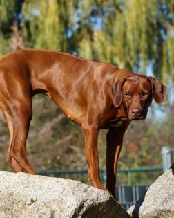 Pigmentstarke Livernose Rhodesian Ridgeback Welpen