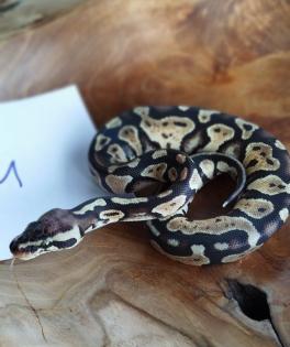 Mehrere Königspythons Regius abzugeben in Soest/Nrw