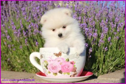Micro Teacup Pomeranianrüdenwelpe weiß