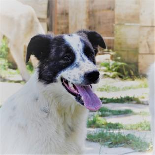 Heidi sucht ein Zuhause
