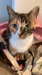 Schlanke Katze vermisst. Hat sie denn niemand gesehen