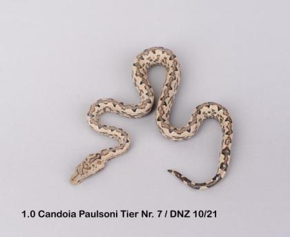 Candoia Paulsoni St. Isabel Nachzuchten