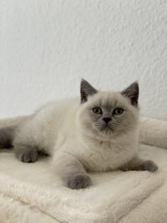 BKH British Kurzhaar reinrassig Blue Point Lilac Point