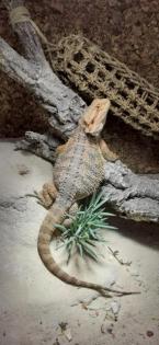Terrarium Komplettset mit Farbbartagame