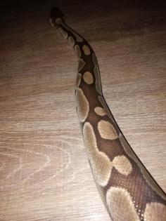 Königsphyton Butter/lesser, platinum