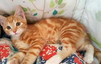 Mischlingskatzen Kitten BHK Mix