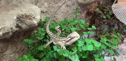 Bartagame Progona Viticeps 8 Wochen jung