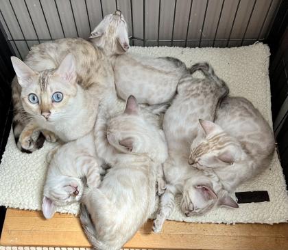 Snow Bengalen aus liebevoller Zucht mit TICA-Stammbaum - nur noch 2 zu haben