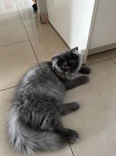 Perser und Angora mix Katzen