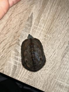 3 Kleine männliche Dreikielschildkröten