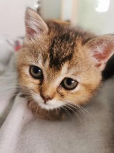 Britisch Kurzhaar Kitten suchen Dosenöffner