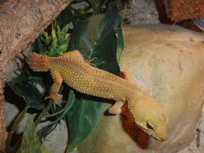 0, 1 Tornado Leopardgecko